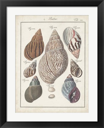 Framed Antique Shell Pair II Print