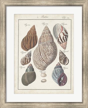 Framed Antique Shell Pair II Print