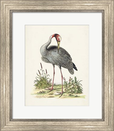 Framed Antique Heron &amp; Cranes I Print