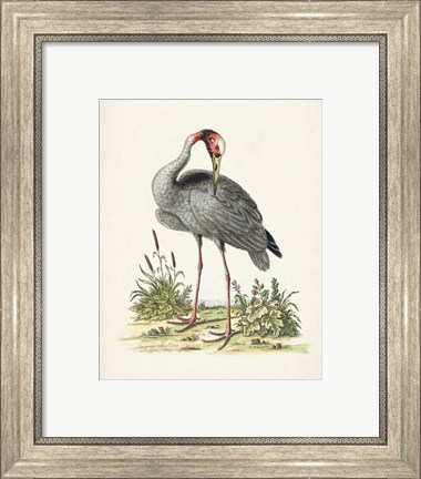 Framed Antique Heron &amp; Cranes I Print