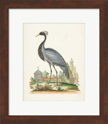 Framed Antique Heron &amp; Cranes II Print