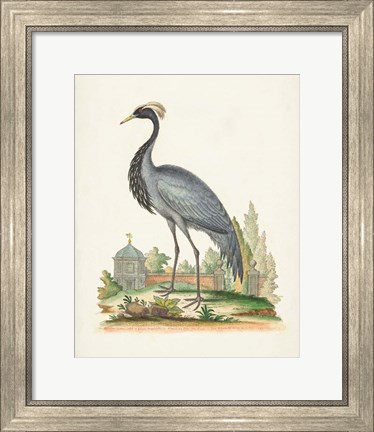 Framed Antique Heron &amp; Cranes II Print