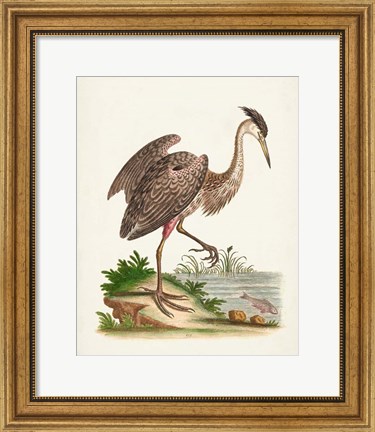 Framed Antique Heron &amp; Cranes III Print