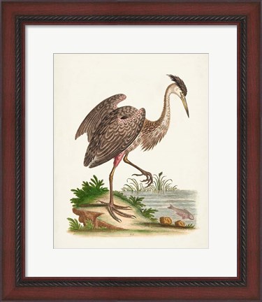 Framed Antique Heron &amp; Cranes III Print