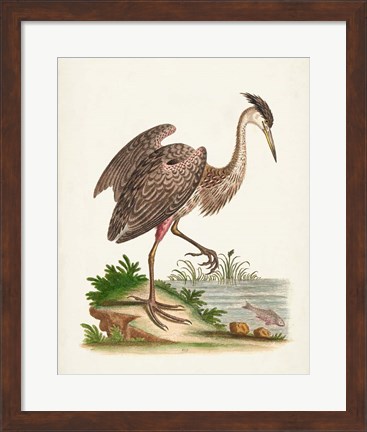 Framed Antique Heron &amp; Cranes III Print