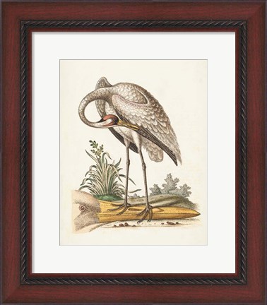 Framed Antique Heron &amp; Cranes IV Print