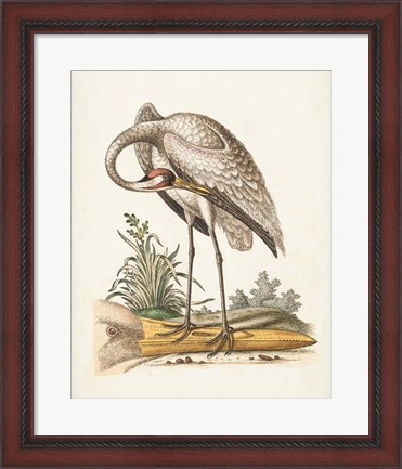 Framed Antique Heron &amp; Cranes IV Print