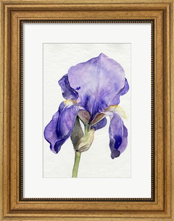 Framed Iris in Bloom I Print
