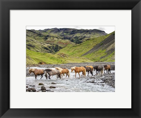 Framed Collection of Horses II Print