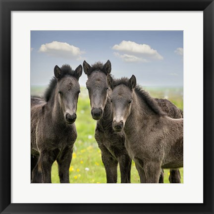Framed Collection of Horses IX Print