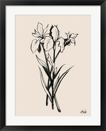 Framed Iris Sketch II Print