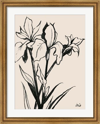 Framed Iris Sketch III Print