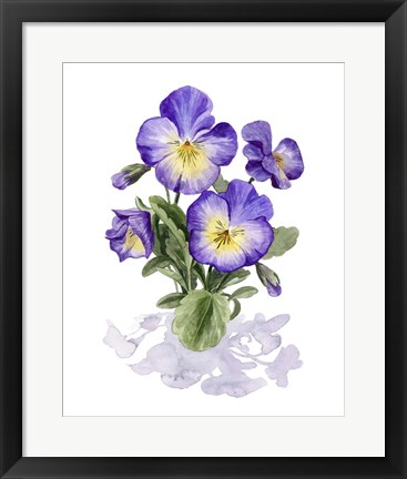 Framed Viola Pansies I Print