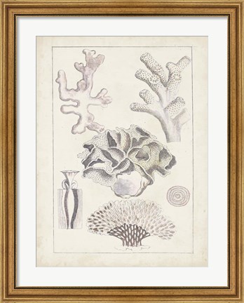 Framed Antique White Coral IV Print