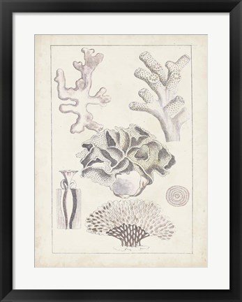Framed Antique White Coral IV Print