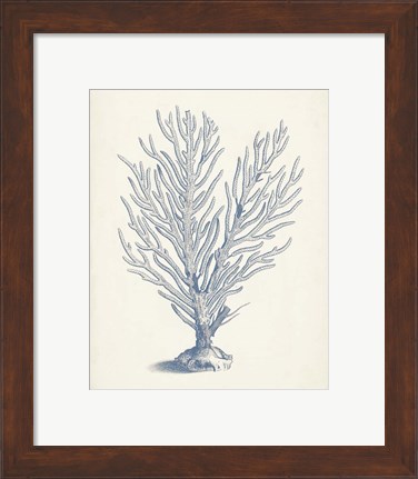 Framed Antique Coral Collection II Print