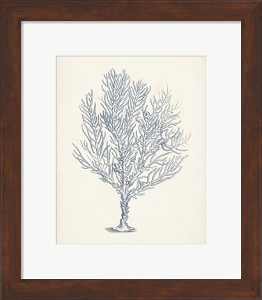 Framed Antique Coral Collection III Print