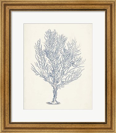 Framed Antique Coral Collection III Print