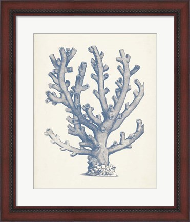 Framed Antique Coral Collection VI Print