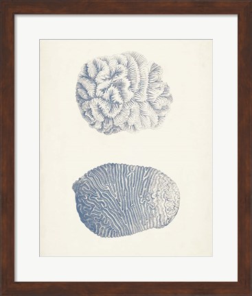 Framed Antique Coral Collection VII Print