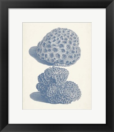 Framed Antique Coral Collection VIII Print