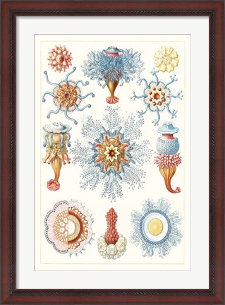 Framed Sealife Species II Print