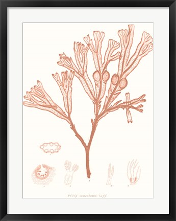 Framed Vivid Coral Seaweed III Print