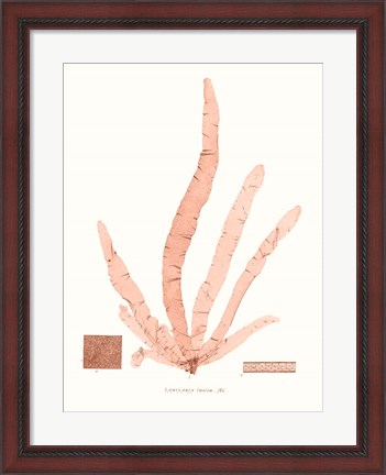 Framed Vivid Coral Seaweed VI Print