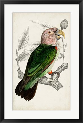 Framed Antique Parrot Pair I Print