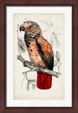 Framed Antique Parrot Pair II Print