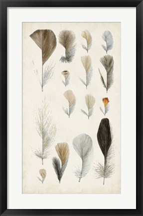 Framed Antique Bird Feathers I Print