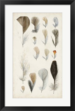 Framed Antique Bird Feathers I Print