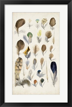 Framed Antique Bird Feathers II Print