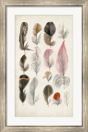 Framed Antique Bird Feathers III Print