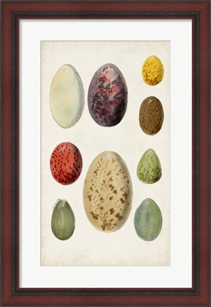 Framed Antique Bird Eggs I Print