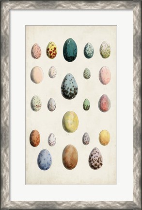 Framed Antique Bird Eggs II Print