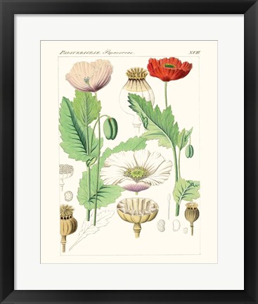 Framed Bright Botanicals II Print