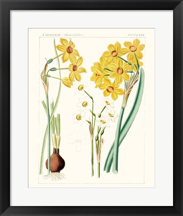 Framed Bright Botanicals III Print