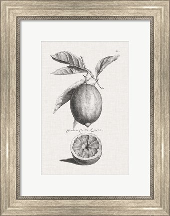 Framed Antique Lemons &amp; Oranges I Print