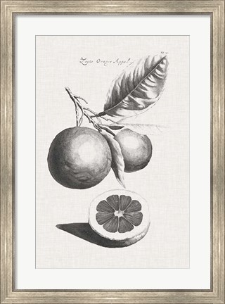 Framed Antique Lemons &amp; Oranges II Print