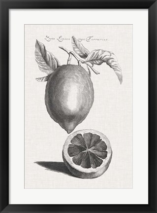 Framed Antique Lemons &amp; Oranges III Print