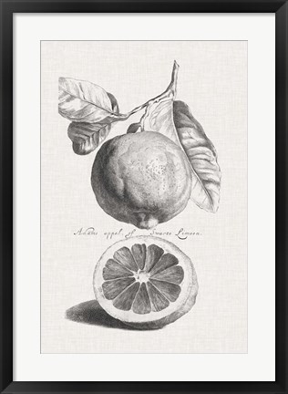 Framed Antique Lemons &amp; Oranges IV Print