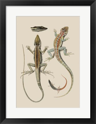 Framed Antique Lizards II Print