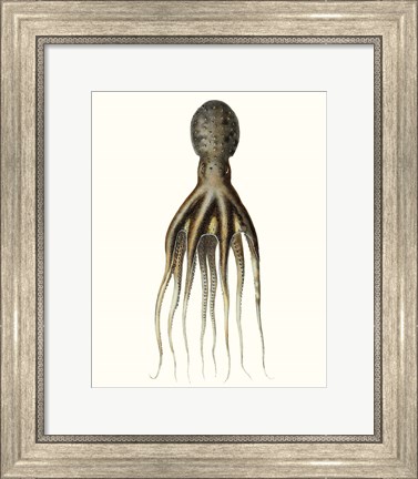 Framed Antique Octopus Collection V Print