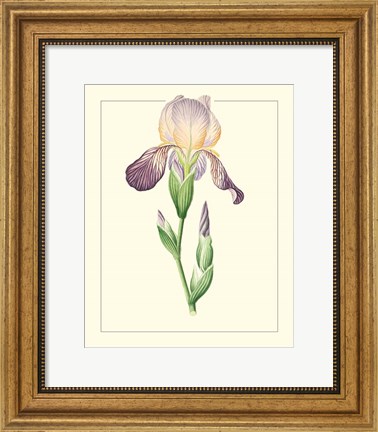 Framed Purple Irises III Print