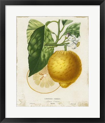 Framed French Lemon I Print
