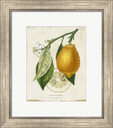 Framed French Lemon II Print