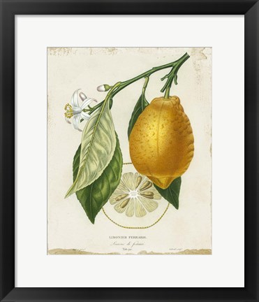 Framed French Lemon II Print