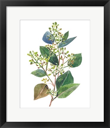 Framed Seeded Eucalyptus II Print