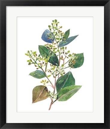 Framed Seeded Eucalyptus II Print